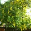 Laburnum Watereri Vossii - Cytise Pluie D'or 2 Laburnum Watereri Vossii - Cytise Pluie D'or -Jardin De Fleurs Magasin Laburnum watereri Vossii 781640 1