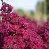 Lagerstroemia Braise D'EtÃ© - Lilas Des Indes -Jardin De Fleurs Magasin Lagerstroemia Braise d Ete 84468 1
