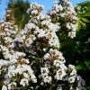 Lagerstroemia Neige D'EtÃ© - Lilas Des Indes -Jardin De Fleurs Magasin Lagerstroemia Neige d Ete 84470 1