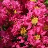 Lagerstroemia Indica Bergerac - Lilas Des Indes