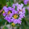 Lagerstroemia Indica Cordon Bleu - Lilas Des Indes Bleu Lavande -Jardin De Fleurs Magasin Lagerstroemia indica Cordon bleu copyright 78173611 1