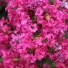 Lagerstroemia Indica Houston - Lilas Des Indes -Jardin De Fleurs Magasin Lagerstroemia indica Houston 87448 1