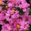 Lagerstroemia Indica Jacqueline Desmartis - Lilas Des Indes -Jardin De Fleurs Magasin Lagerstroemia indica Jacqueline Desmartis 87454 1