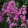 Lagerstroemia Indica Jeanne Desmartis - Lilas Des Indes -Jardin De Fleurs Magasin Lagerstroemia indica Jeanne Desmartis 87455 1