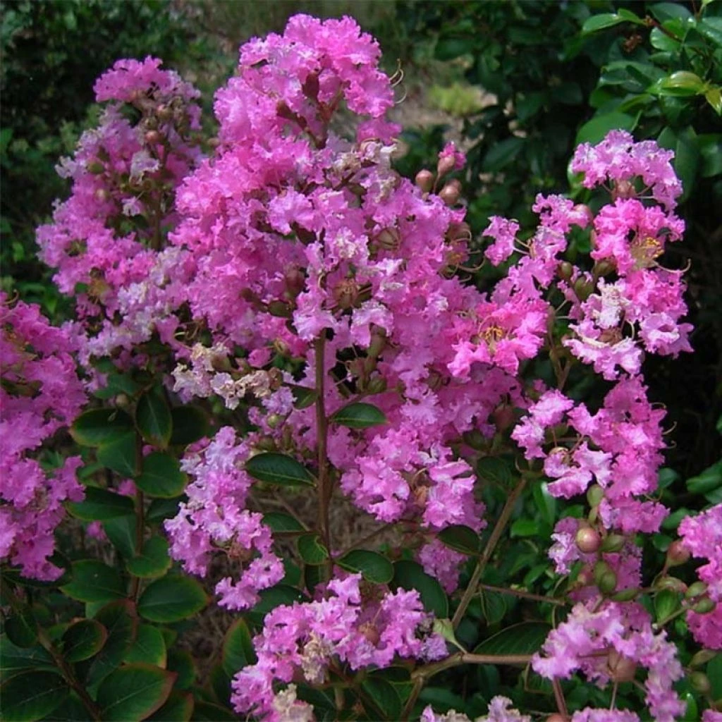 Lagerstroemia Indica Jeanne Desmartis - Lilas Des Indes 1 Lagerstroemia Indica Jeanne Desmartis - Lilas Des Indes