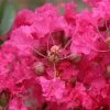 Lagerstroemia Indica Mon Panache - Lilas Des Indes -Jardin De Fleurs Magasin Lagerstroemia indica Mon Panache 87459 1