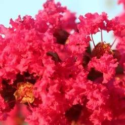 Lagerstroemia Indica PÃ©rigord Pourpre - Lilas Des Indes