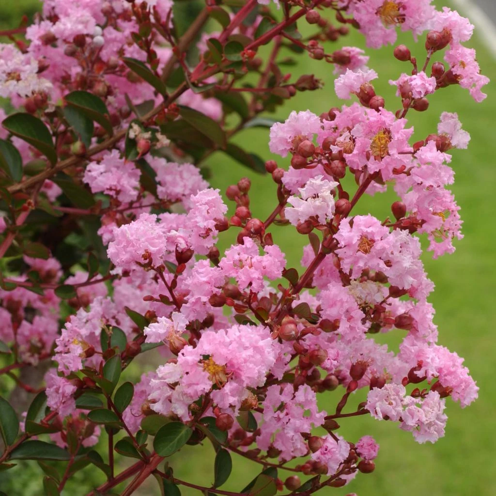 Lagerstroemia Indica Pink Grand Sud - Lilas Des Indes 1 Lagerstroemia Indica Pink Grand Sud - Lilas Des Indes
