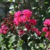 Lagerstroemia Indica Pink Velours - Lilas Des Indes 2 Lagerstroemia Indica Pink Velours - Lilas Des Indes -Jardin De Fleurs Magasin Lagerstroemia indica Pink Velours ld JimthePhotographer 781735 1