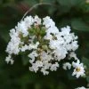 Lagerstroemia Indica Pixie White - Lilas Des Indes 3 Lagerstroemia Indica Pixie White - Lilas Des Indes -Jardin De Fleurs Magasin Lagerstroemia indica Pixie White ld Jim the Photographer 781737 1