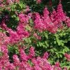 Lagerstroemia Indica Rose Fuchsia - Lilas Des Indes -Jardin De Fleurs Magasin Lagerstroemia indica Rose Fuchsia 87443 1