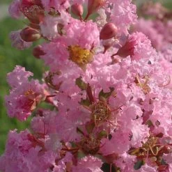 Lagerstroemia Indica Rose ThÃ© - Lilas Des Indes
