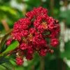 Lagerstroemia Indica Rouge Nain - Lilas Des Indes -Jardin De Fleurs Magasin Lagerstroemia indica Rouge Nain 87446 1