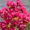 Lagerstroemia Indica Saint Emilion - Lilas Des Indes -Jardin De Fleurs Magasin Lagerstroemia indica Saint Emilion 87460 1