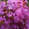 Lagerstroemia Indica Souvenir D'Hubert Puard - Lilas Des Indes -Jardin De Fleurs Magasin Lagerstroemia indica Souvenir d Hubert Puard 87463 1