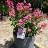 Lagerstroemia Indica Terrasse Rose - Lilas Des Indes -Jardin De Fleurs Magasin Lagerstroemia indica Terrasse Rose 87450 1