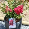 Lagerstroemia Indica Terrasse Rouge - Lilas Des Indes 2 Lagerstroemia Indica Terrasse Rouge - Lilas Des Indes -Jardin De Fleurs Magasin Lagerstroemia indica Terrasse Rouge 87451 1