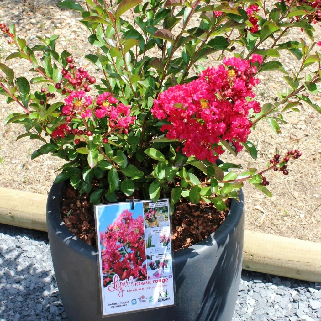 Lagerstroemia Indica Terrasse Rouge - Lilas Des Indes 1 Lagerstroemia Indica Terrasse Rouge - Lilas Des Indes