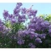Lagerstroemia Indica Violacea - Lilas Des Indes -Jardin De Fleurs Magasin Lagerstroemia indica Violacea 83483 1