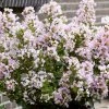 Lilas Des Indes 'With Love Babe' -Jardin De Fleurs Magasin Lagerstroemia indica With Love Babe Milaperl Lilas des Indes copyright 1006871 1
