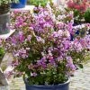 Lilas Des Indes - Lagerstroemia Indica Eternal With Love -Jardin De Fleurs Magasin Lagerstroemia indica With Love Eternal Milavio Lilas des Indes copyright 1006951 1