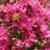 Lagerstroemia Indica Yang Tse - Lilas Des Indes -Jardin De Fleurs Magasin Lagerstroemia indica Yang Tse 87465 1