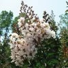 Lagerstroemia Indica Kimono - Lilas Des Indes Blanc -Jardin De Fleurs Magasin Lagerstroemia indica ld littlegemtrees 80027 1
