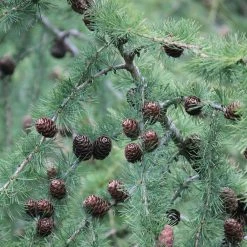 Larix Decidua - MÃ©lÃ¨ze D'Europe