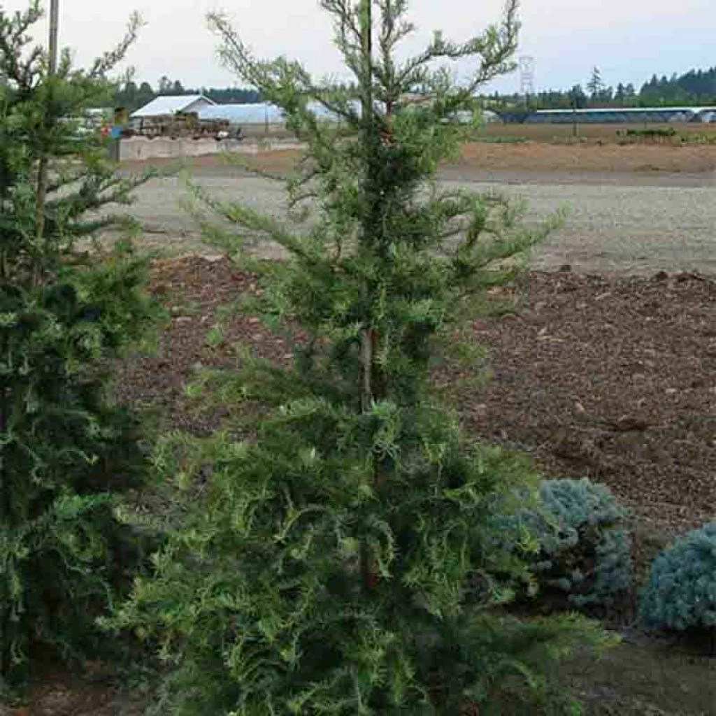 Mélèze Du Japon Tortueux - Larix Kaempferi Diana 1 Mélèze Du Japon Tortueux - Larix Kaempferi Diana