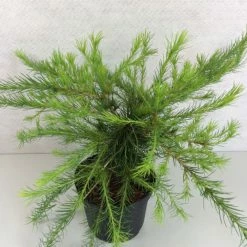 Larix Laricina Arethusa Bog - MÃ©lÃ¨ze D'AmÃ©rique Demi-nain