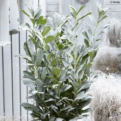 Laurier Cerise - Prunus Laurocerasus Elly