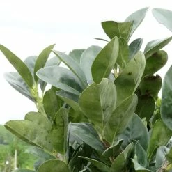 Laurier Cerise Nain - Prunus Laurocerasus Miniredia