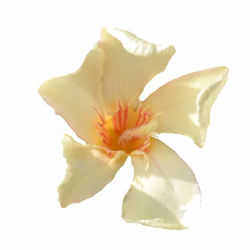 Laurier Rose Angiolo Pucci - Nerium Oleander 1 Laurier Rose Angiolo Pucci - Nerium Oleander