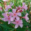 Laurier Rose Emilie - Nerium Oleander 2 Laurier Rose Emilie - Nerium Oleander -Jardin De Fleurs Magasin Laurier rose Emilie 87051 1 1