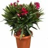 Laurier Rose Jannoch - Nerium Oleander -Jardin De Fleurs Magasin Laurier rose Jannoch 87048 1 1