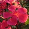 Laurier Rose Papa Gambetta - Nerium Oleander -Jardin De Fleurs Magasin Laurier rose Papa Gambetta 87050 1 1