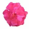 Laurier Rose Double Roseum Plenum - Nerium Oleander -Jardin De Fleurs Magasin Laurier rose Roseum Plenum 87052 1