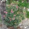Laurier Rose Variegata - Nerium Oleander 3 Laurier Rose Variegata - Nerium Oleander -Jardin De Fleurs Magasin Laurier rose Variegata 87059 1
