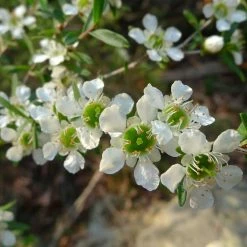 Leptospermum Karo Silver Ice - Arbre Ã  ThÃ©