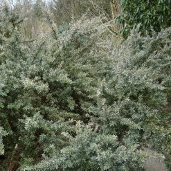 Leptospermum Silver Sheen - Arbre Ã  ThÃ© Laineux