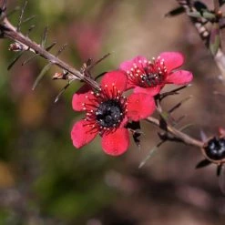 Leptospermum Scoparium Nanum Kiwi - Arbre Ã  ThÃ© De Nouvelle-ZÃ©lande