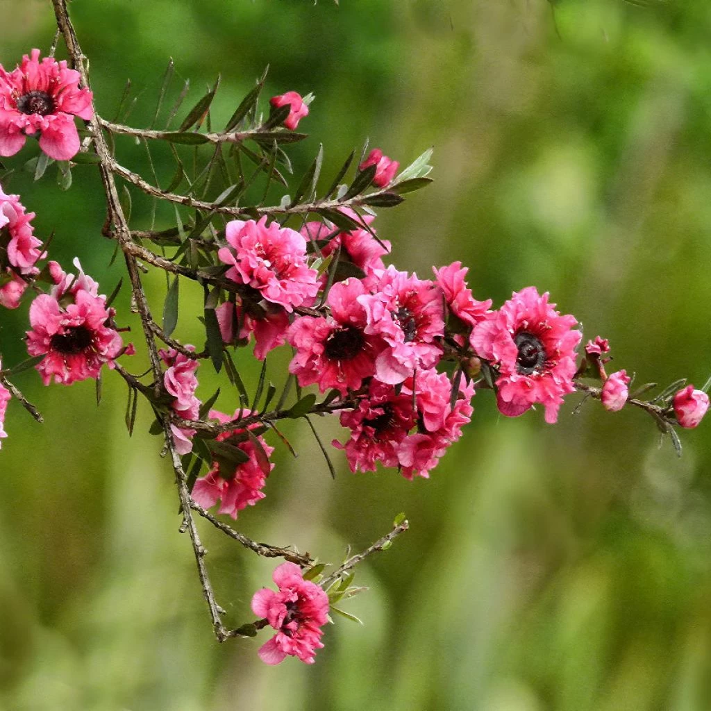 Leptospermum Scoparium Red Damask - Arbre à Thé 1 Leptospermum Scoparium Red Damask - Arbre à Thé