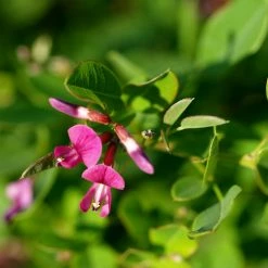 Lespedeza Bicolor Yakushima - TrÃ¨fle En Arbre