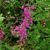 Lespedeza Thunbergii -Jardin De Fleurs Magasin Lespedeza thunbergii ld peganum 9595 1