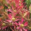 Leucadendron Cheeky -Jardin De Fleurs Magasin Leucadendron Cheeky IF 16676 1