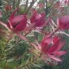 Leucadendron Devil's Blush -Jardin De Fleurs Magasin Leucadendron Devil s Blush 15353 1