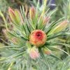 Leucadendron Jubilee Crown -Jardin De Fleurs Magasin Leucadendron Jubilee Crown 16678 1