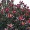 Leucadendron Safari Sunset -Jardin De Fleurs Magasin Leucadendron Safari Sunset 83363 1