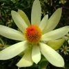 Leucadendron Summer Sun -Jardin De Fleurs Magasin Leucadendron Summer Sun 89607 1