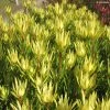 Leucadendron Inca Gold 2 Leucadendron Inca Gold -Jardin De Fleurs Magasin Leucadendron inca gold IF 16261 1